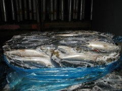 韓國鮐魚簡加工水產(chǎn)品 便捷與美味的融合